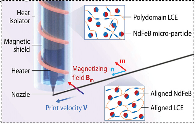 A 3D-Printed Ferromagnetic Liquid Crystal Elastomer with Programmed Dual-Anisotropy and Multi-Responsiveness